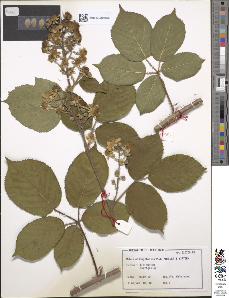 Rubus oblongifolius photo 5