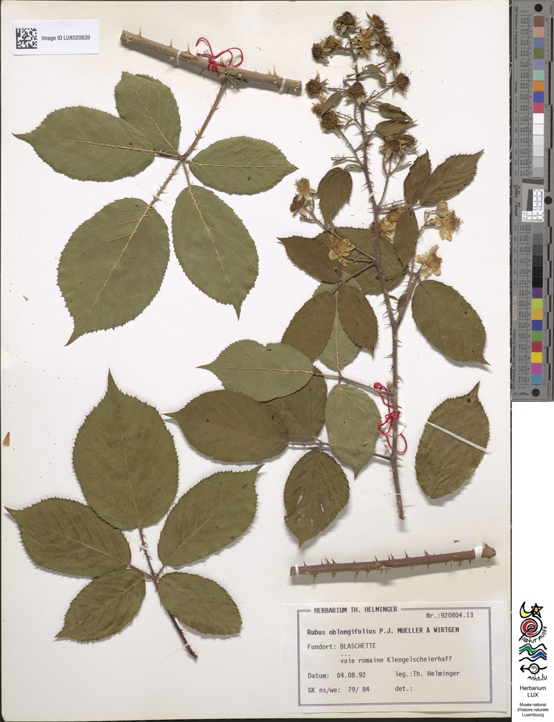 Rubus oblongifolius photo 6