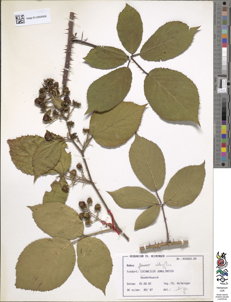 Rubus oblongifolius photo 7