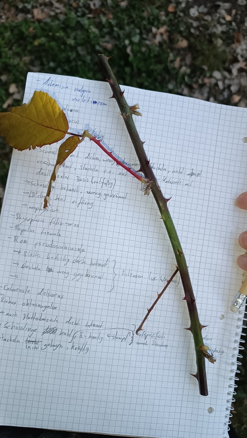 Rubus obtusangulus