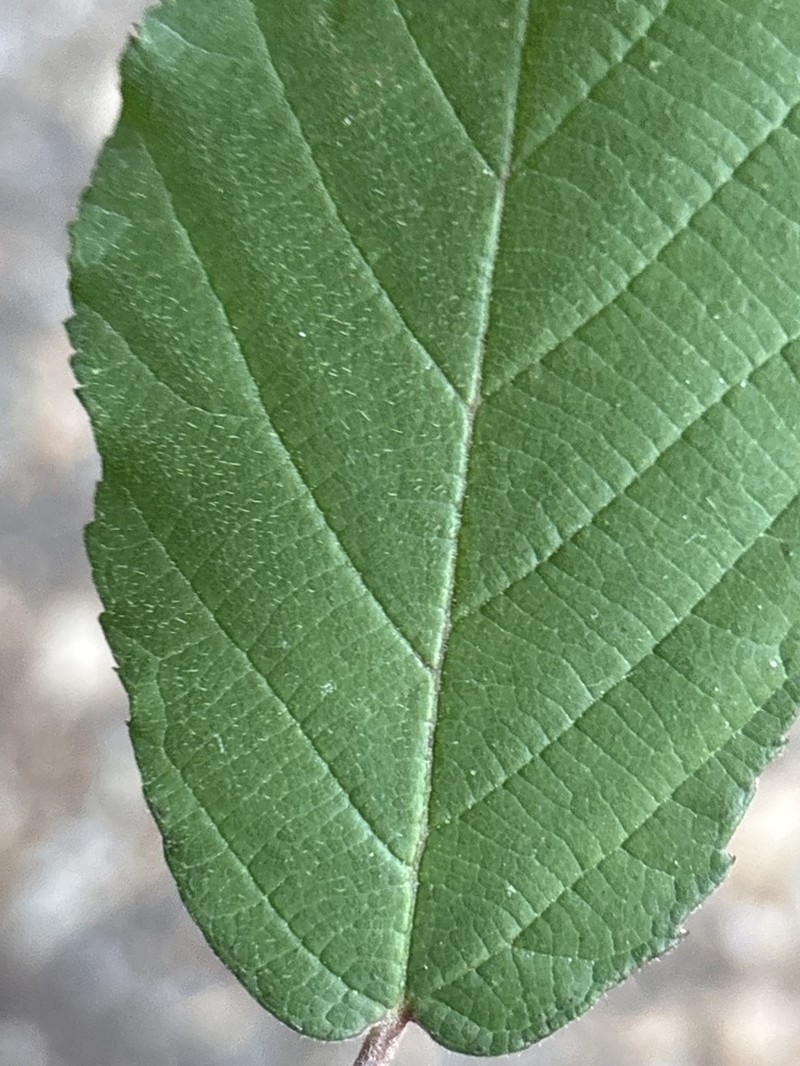 Rubus obtusangulus photo 2