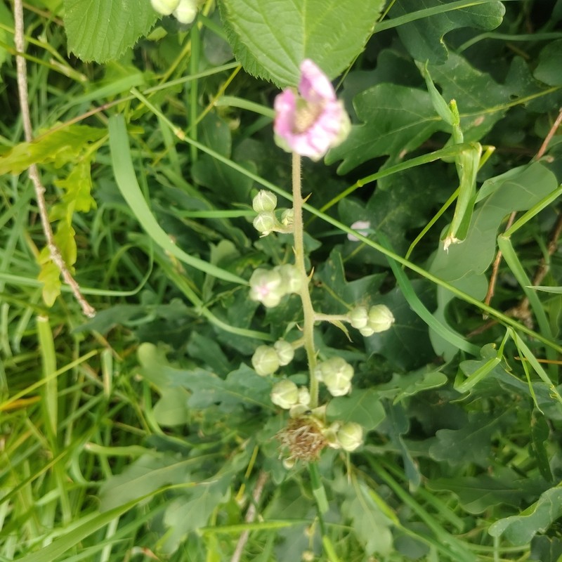 Rubus obtusangulus photo 3