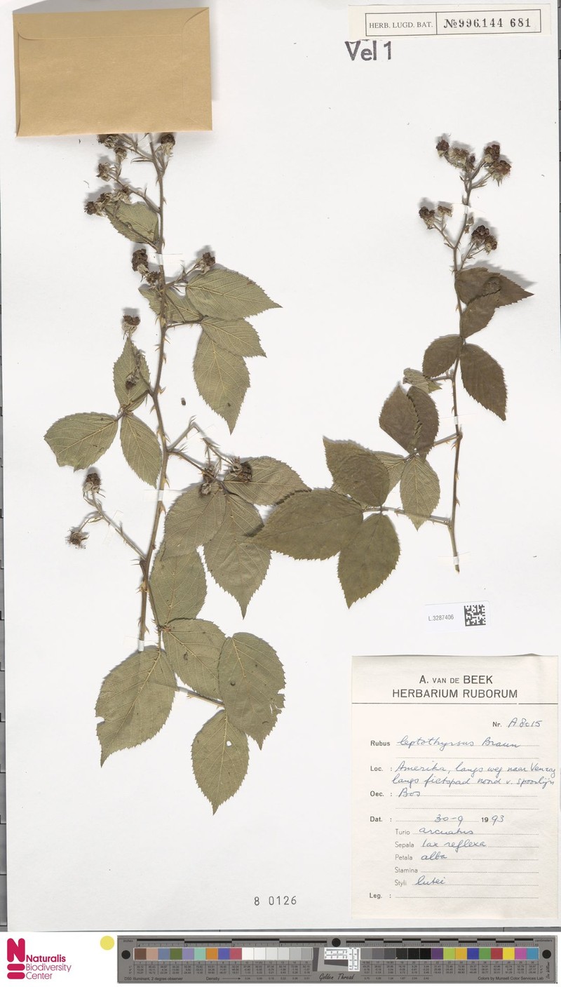 Rubus obvallatus