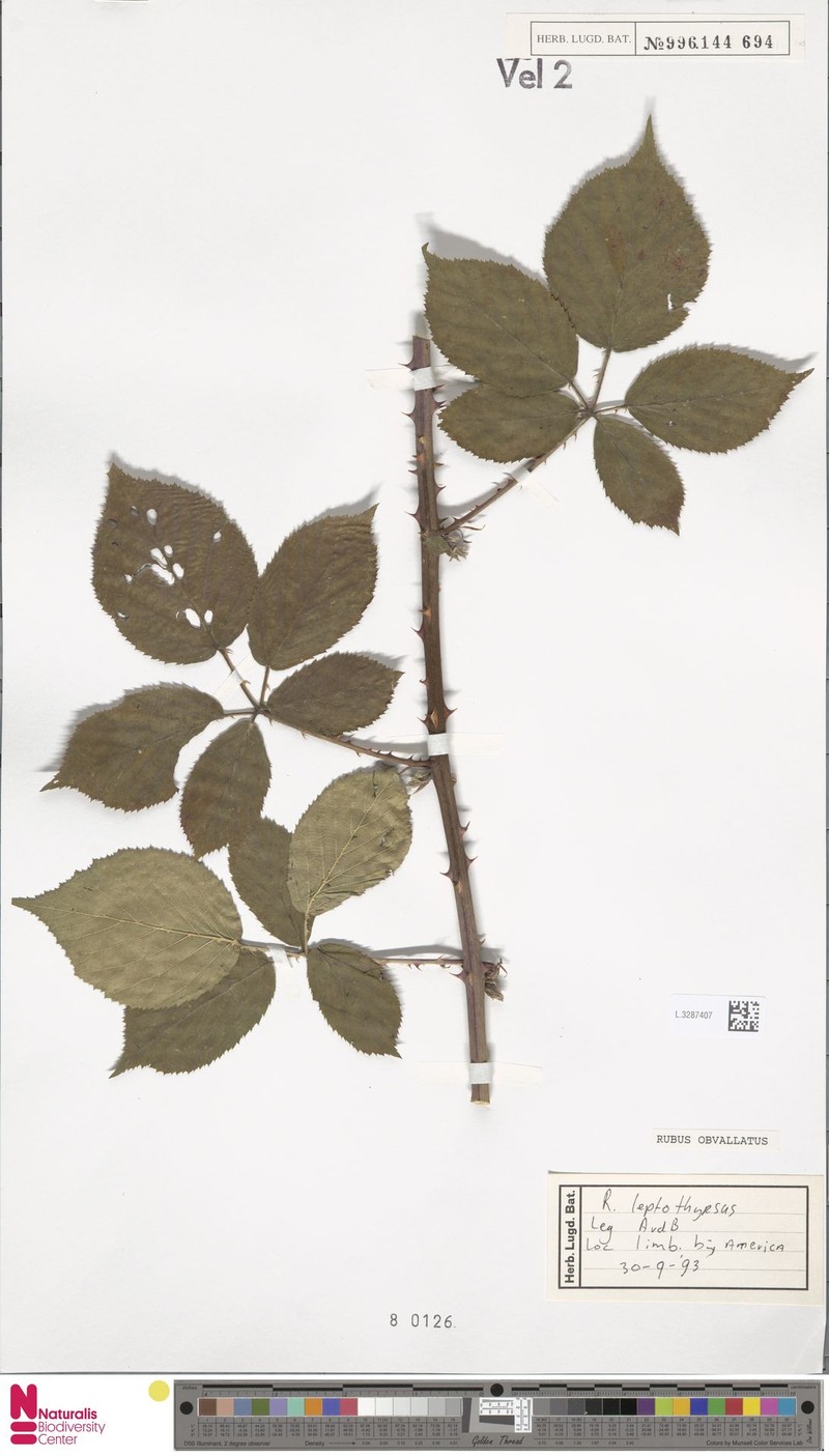 Rubus obvallatus photo 4