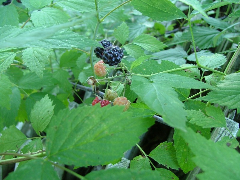 Black Raspberry photo 2