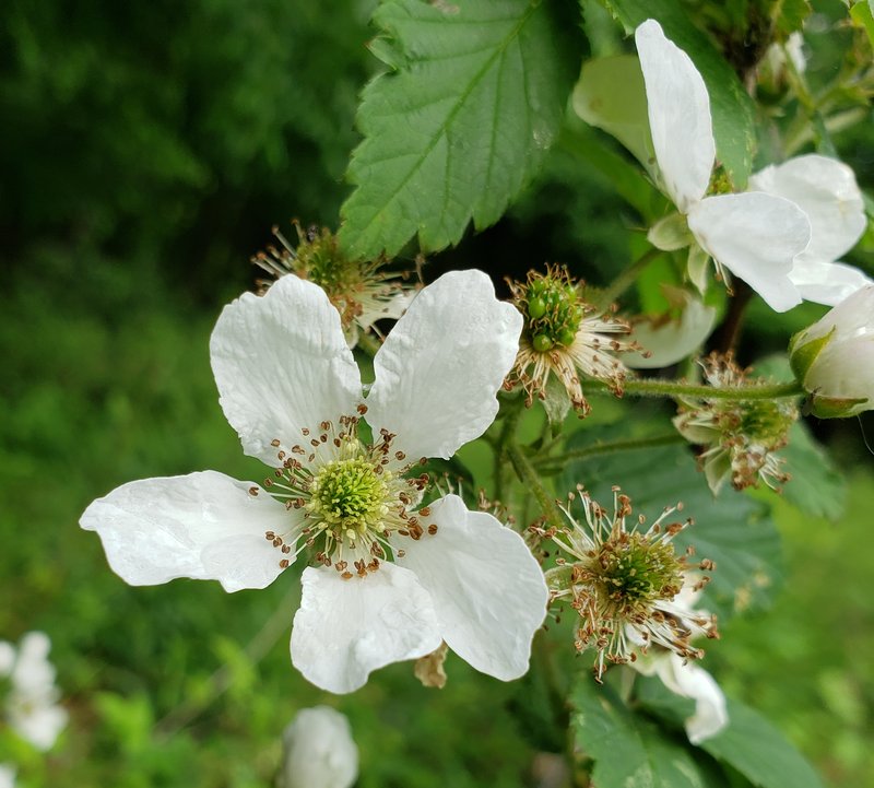 Black Raspberry photo 8