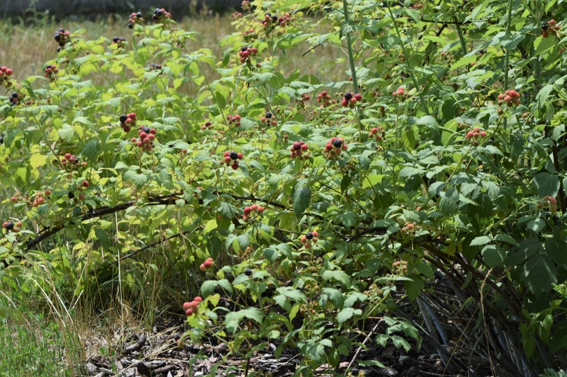 Black Raspberry photo 3
