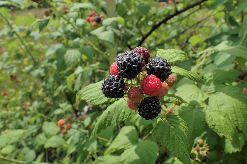 Black Raspberry photo 4