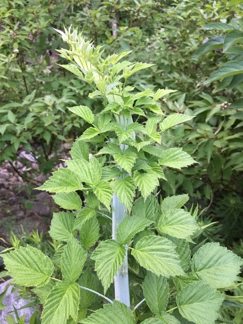 Black Raspberry photo 3