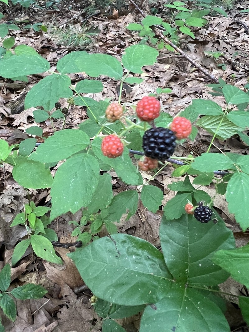 Black Raspberry photo 5