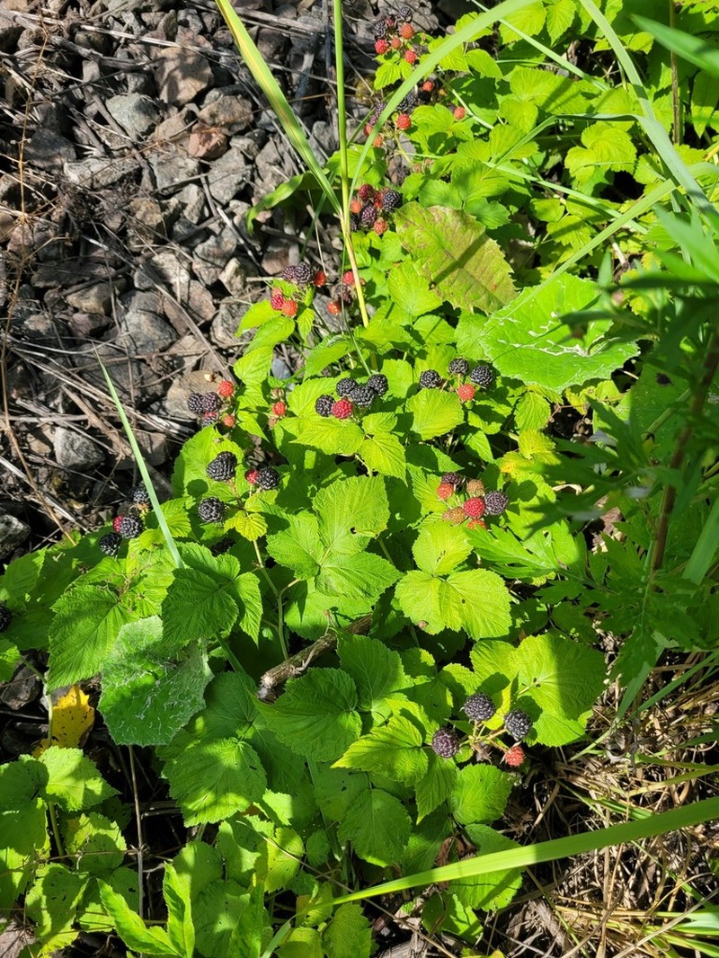 Black Raspberry photo 6