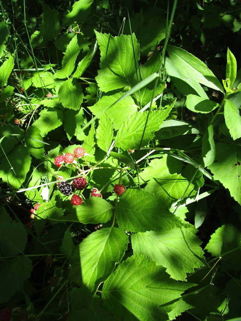 Black Raspberry photo 7
