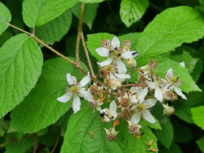 Rubus ochtodes
