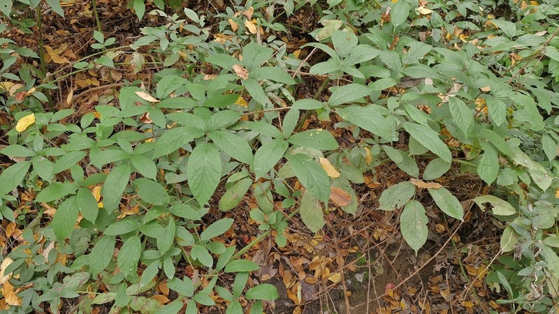 Rubus ochtodes photo 2