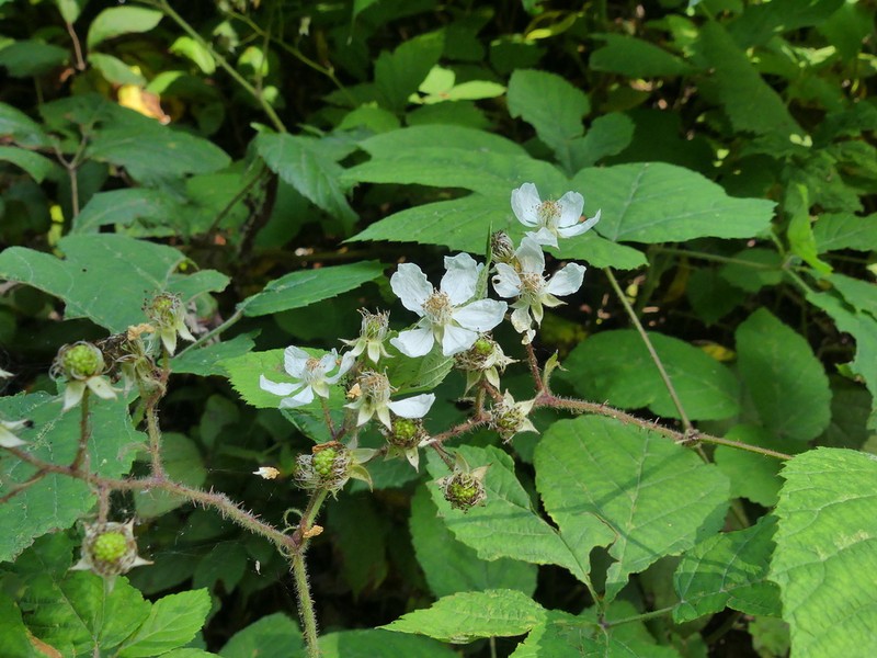 Rubus ochtodes photo 3