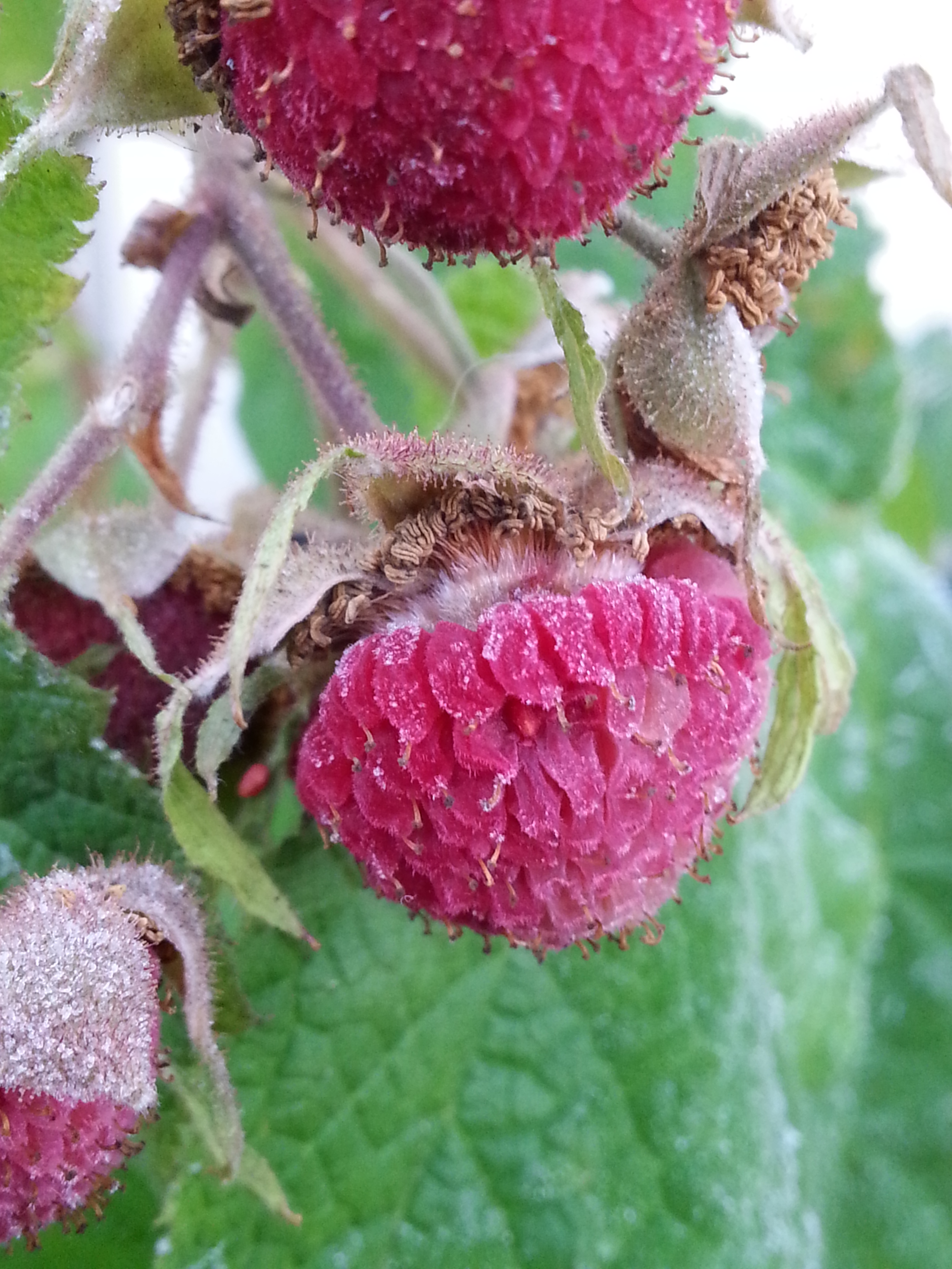 Purpleflowering Raspberry photo 3
