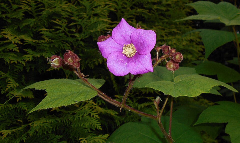 Purpleflowering Raspberry photo 4