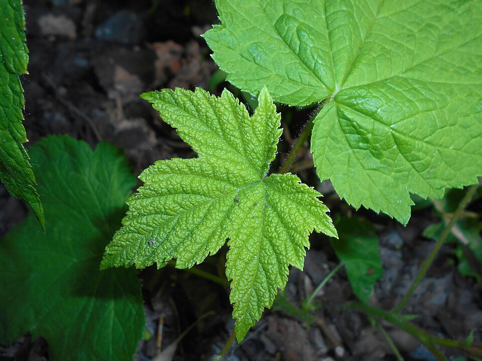 Purpleflowering Raspberry photo 5