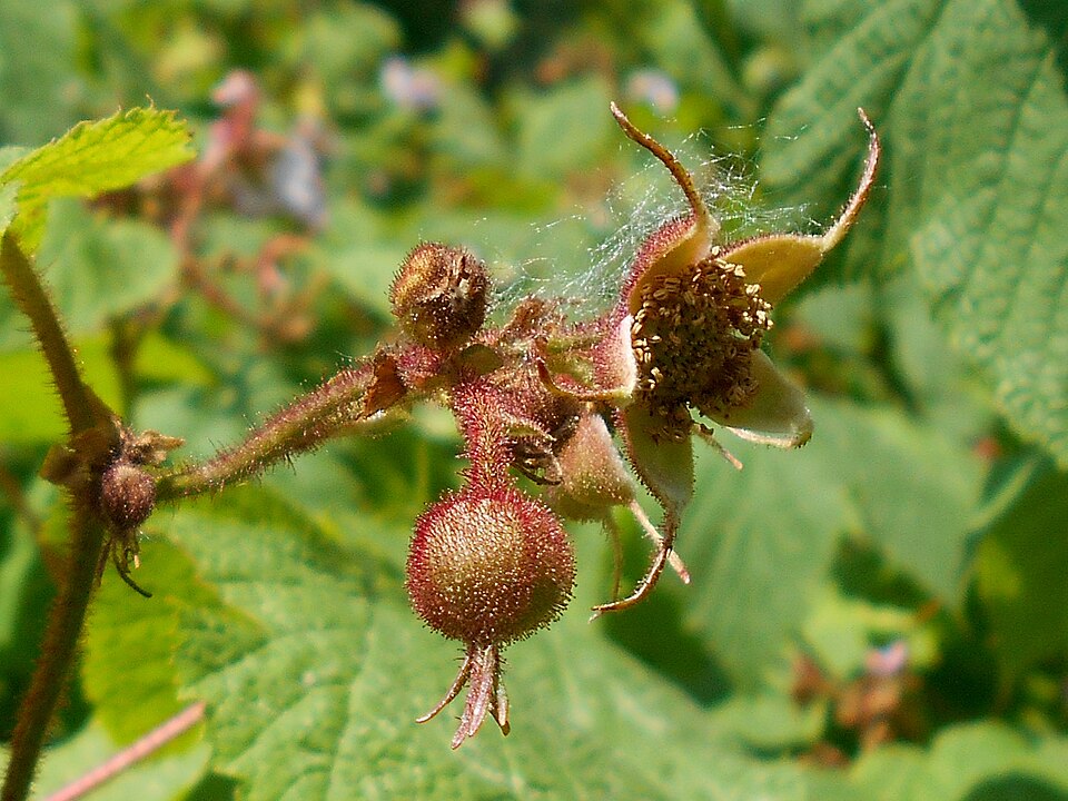 Purpleflowering Raspberry photo 6
