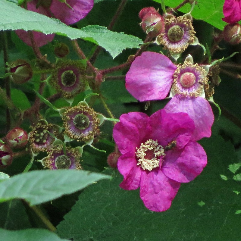 Purpleflowering Raspberry photo 6