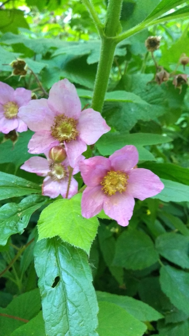 Purpleflowering Raspberry photo 7