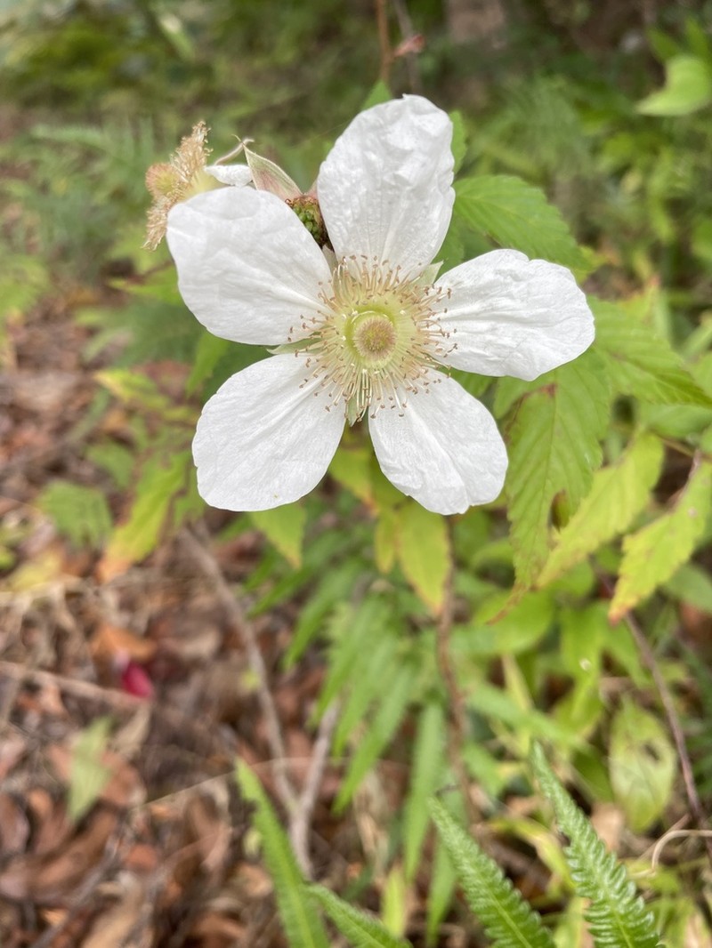Rubus okinawensis photo 2