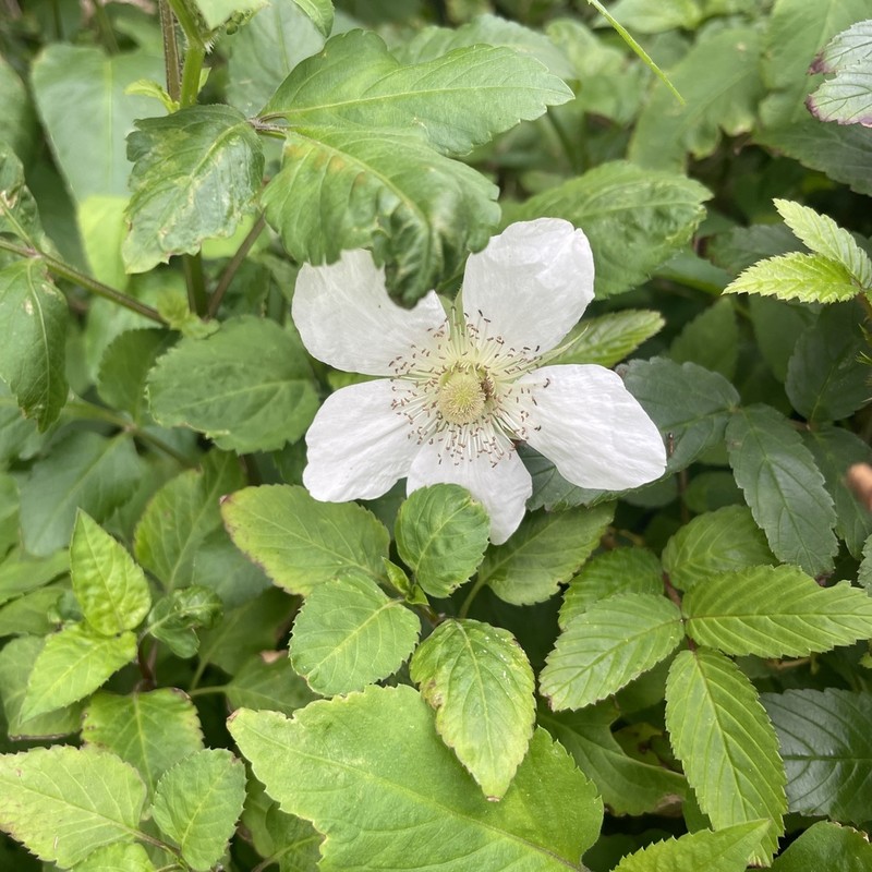 Rubus okinawensis photo 3