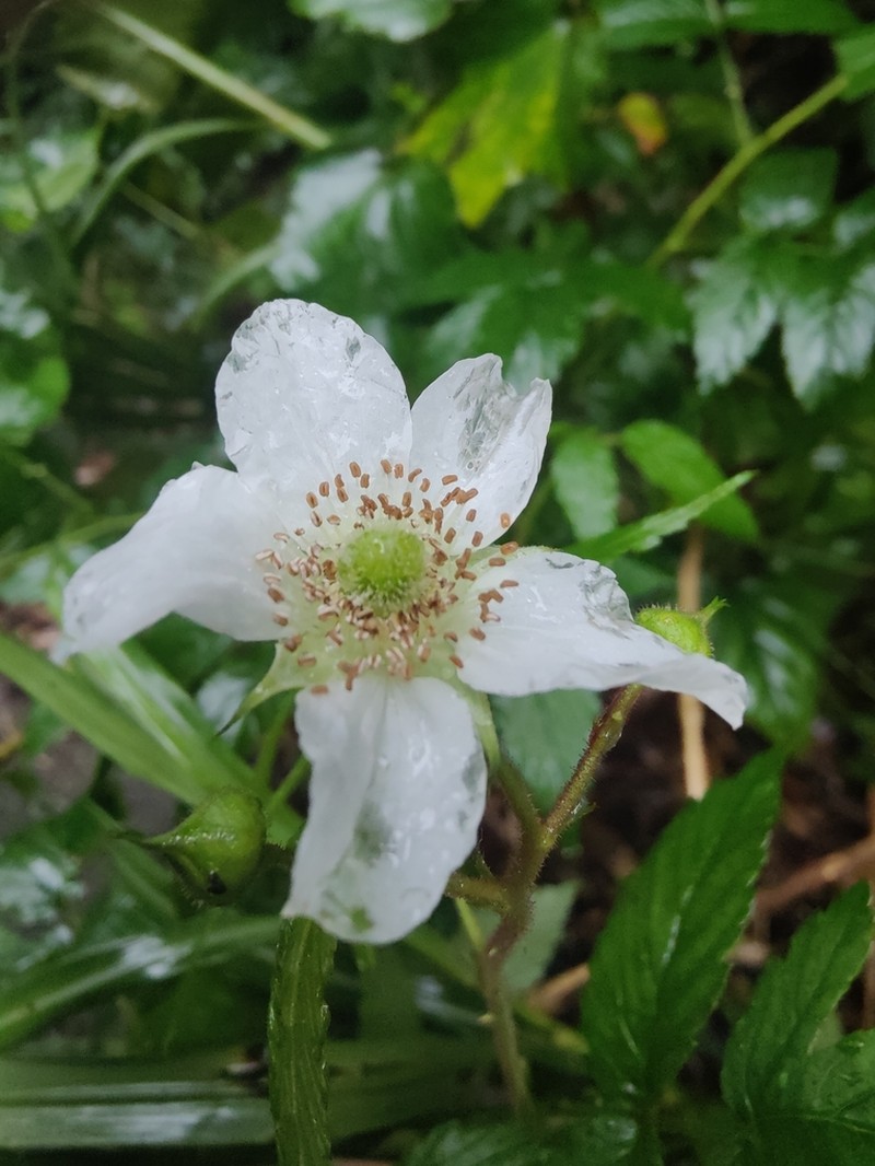 Rubus okinawensis photo 4