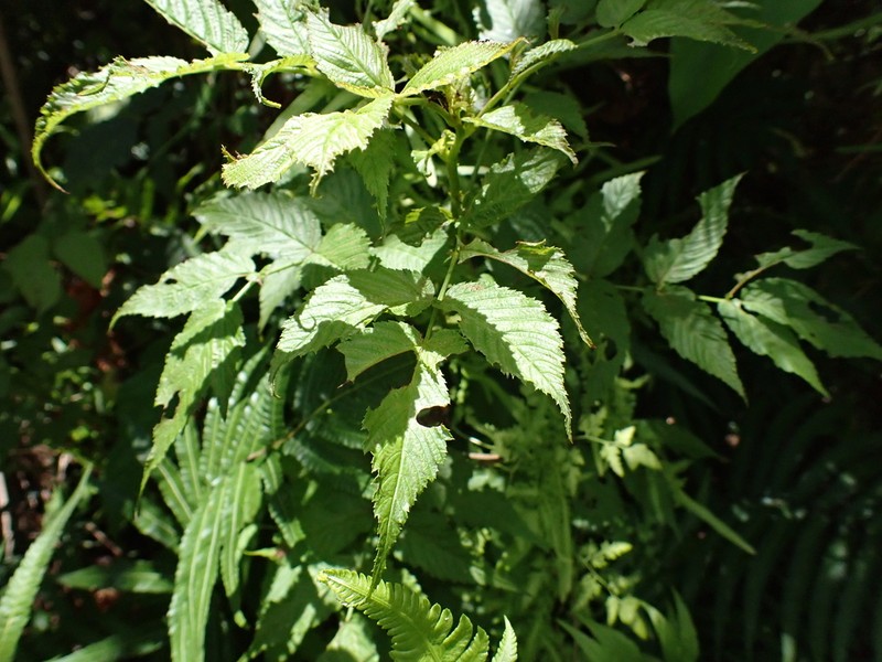 Rubus okinawensis photo 5