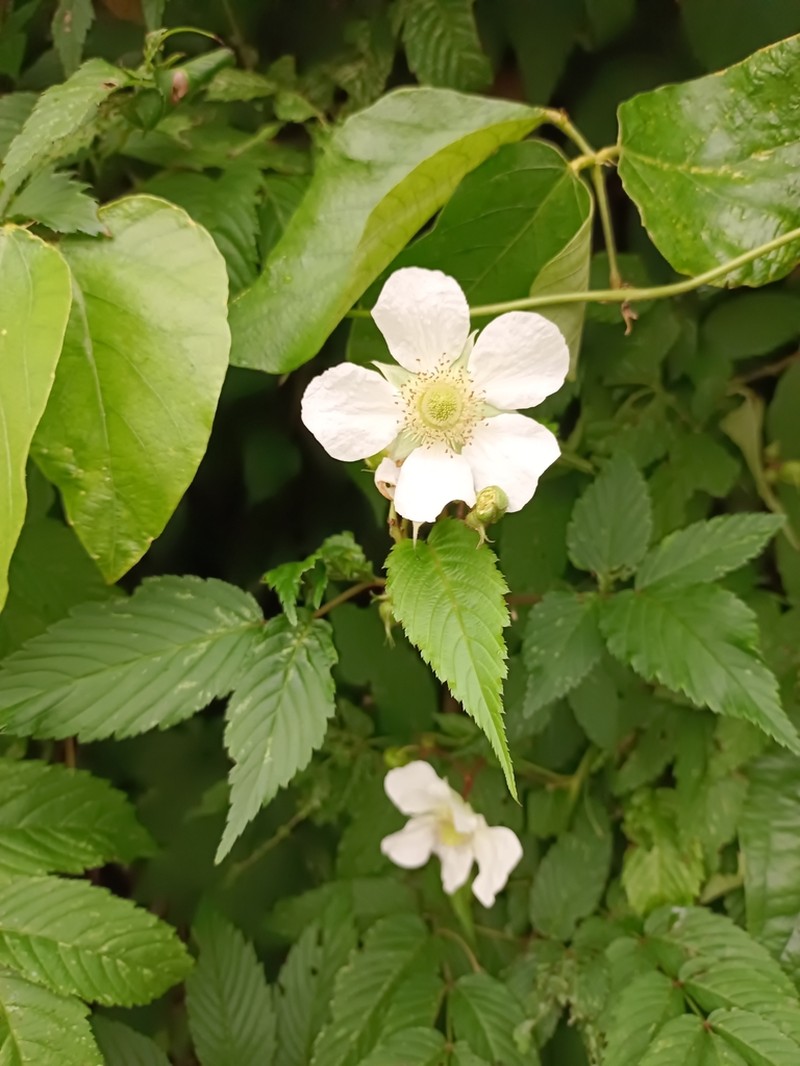 Rubus okinawensis photo 6