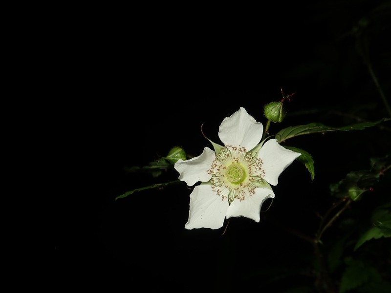 Rubus okinawensis photo 7
