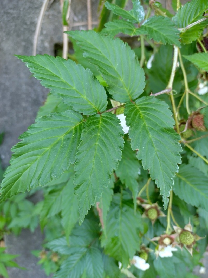 Rubus okinawensis photo 8