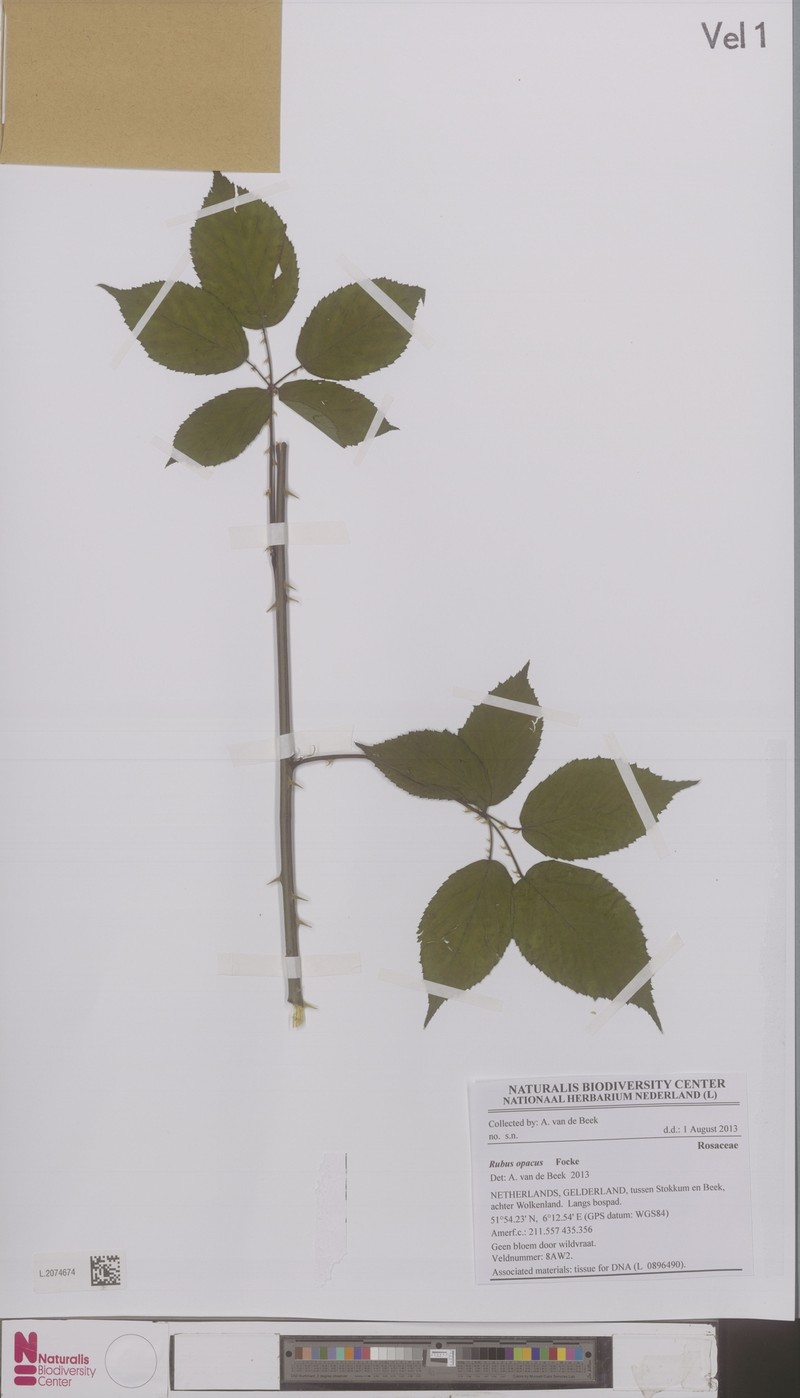 Rubus opacus