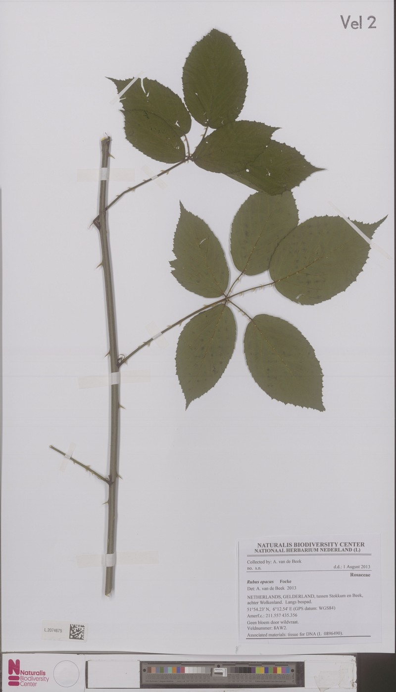 Rubus opacus photo 2