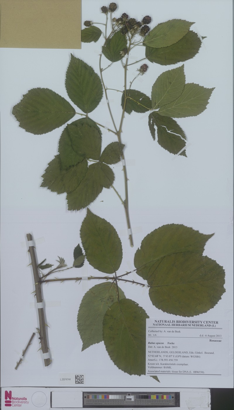 Rubus opacus photo 3
