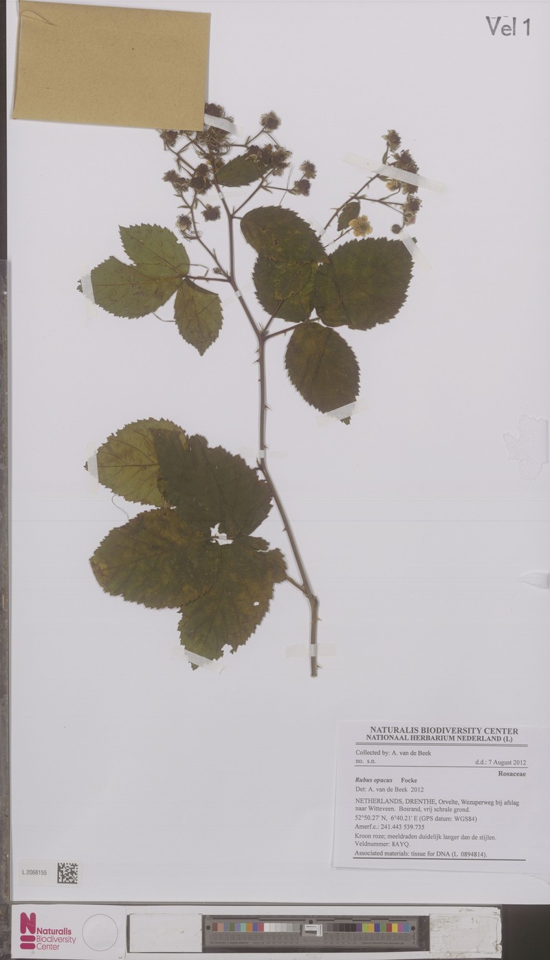 Rubus opacus photo 4