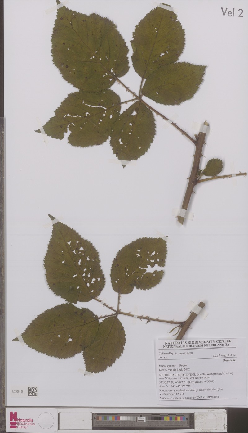 Rubus opacus photo 5