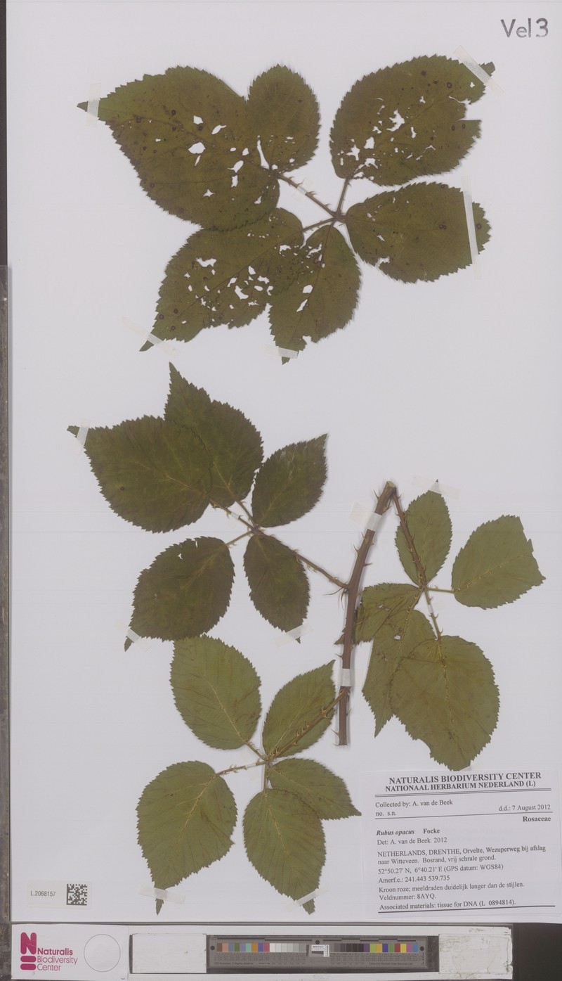 Rubus opacus photo 6