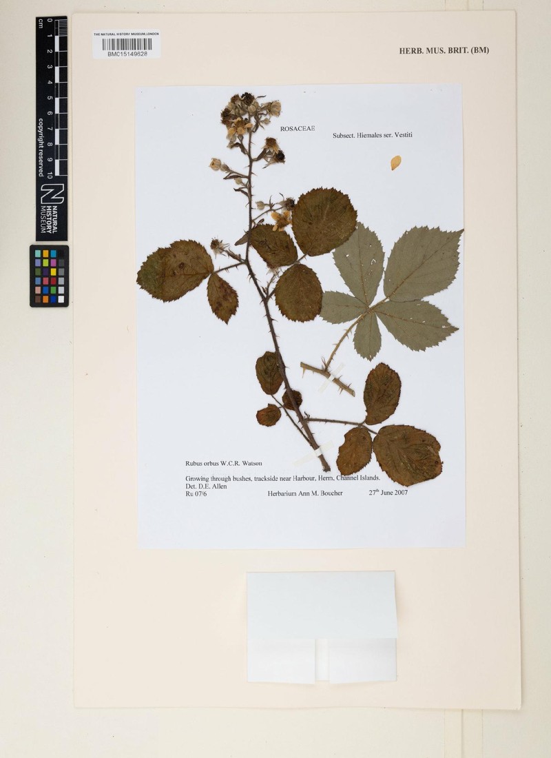 Rubus orbus