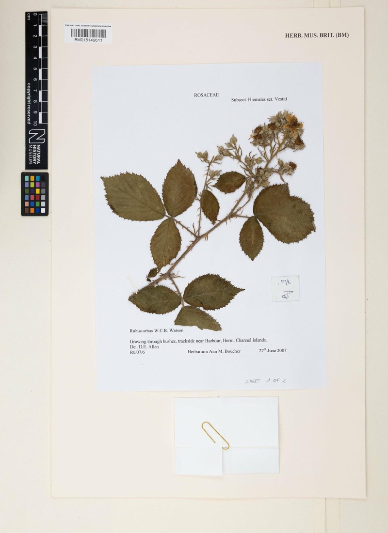 Rubus orbus photo 2
