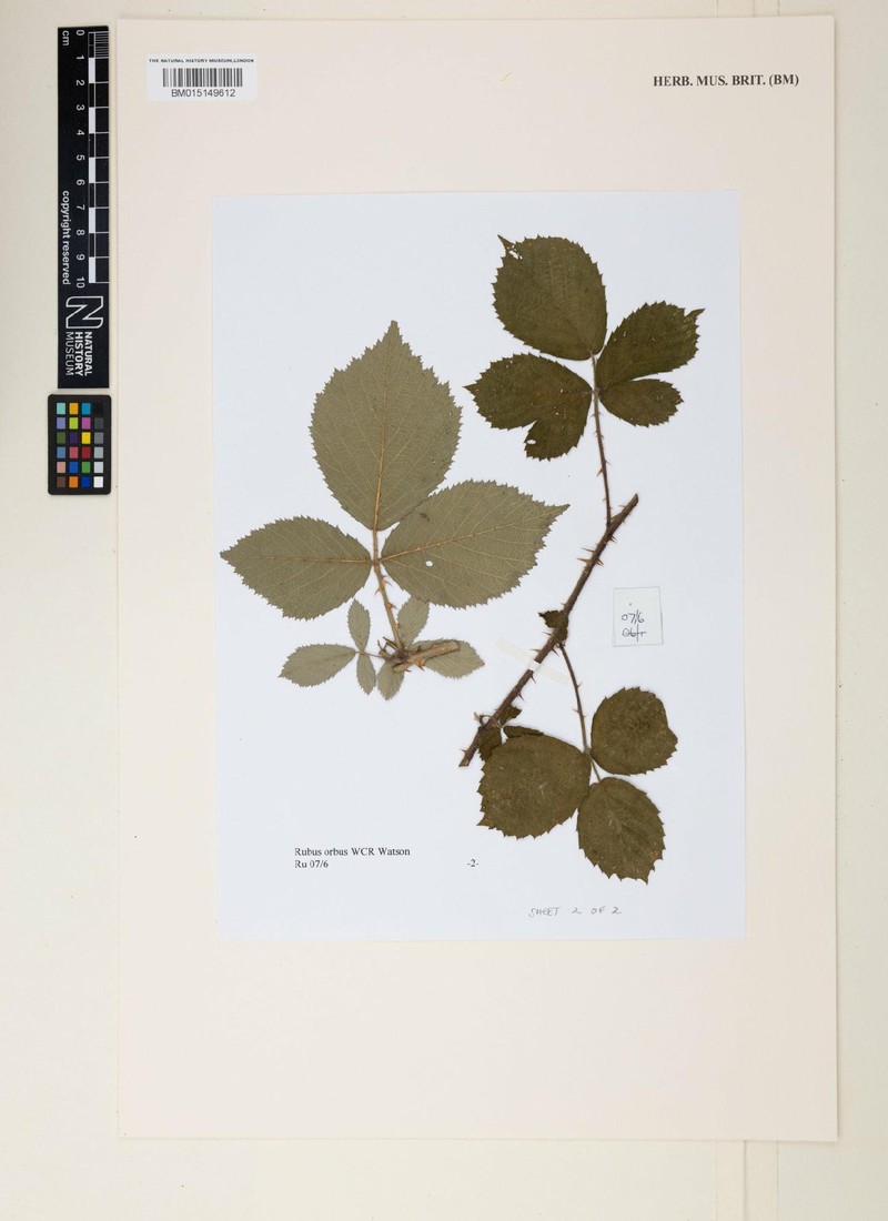 Rubus orbus photo 3