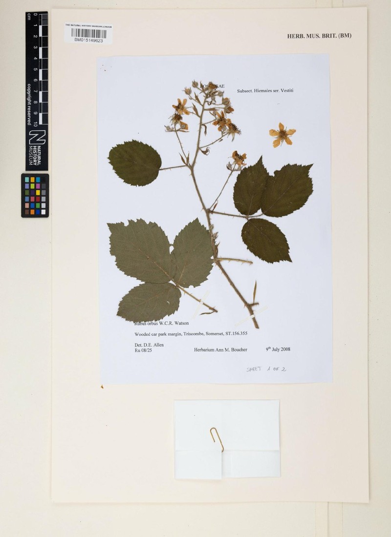 Rubus orbus photo 4