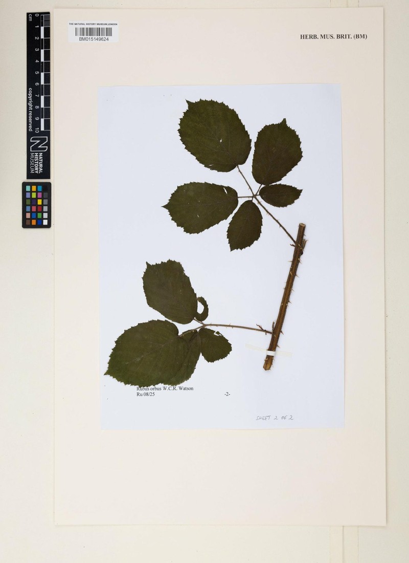 Rubus orbus photo 5