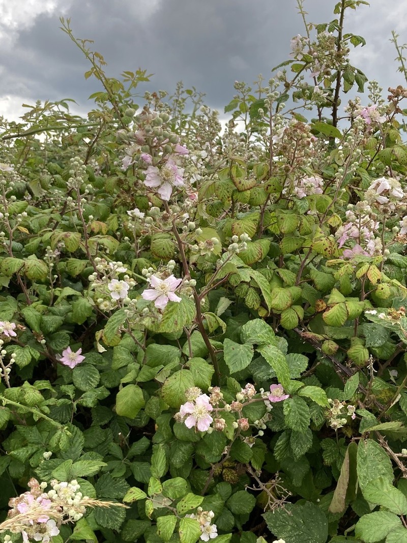 Rubus ordovicum