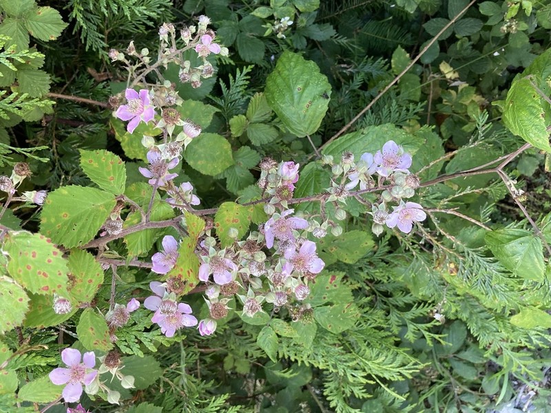 Rubus ordovicum photo 2