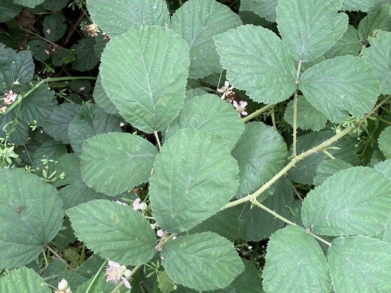 Rubus ordovicum photo 3