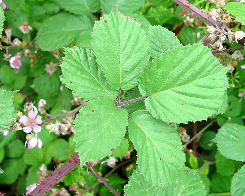 Rubus ordovicum photo 5