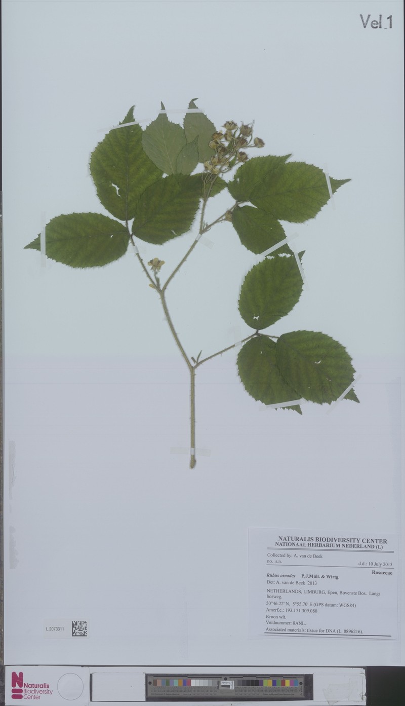 Rubus oreades