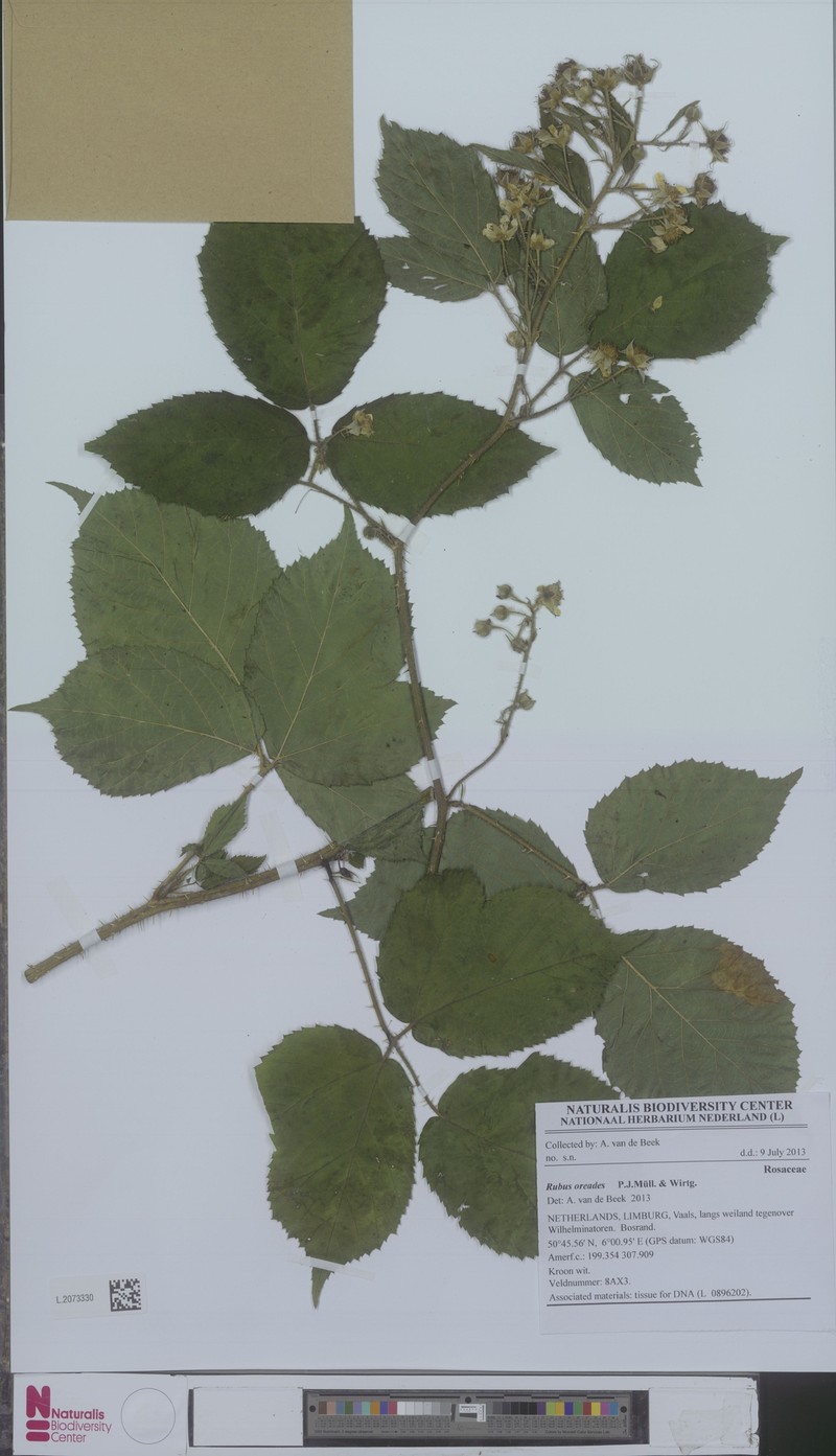 Rubus oreades photo 2