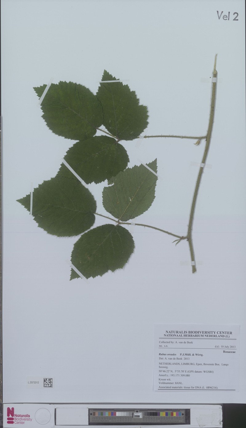 Rubus oreades photo 3